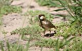 Fischer's Sparrow-Larkborder=